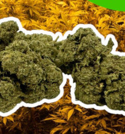 Fleur CBD