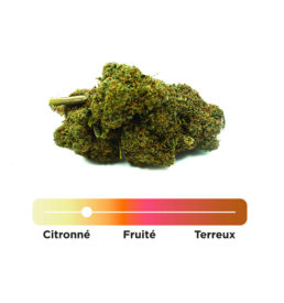 Super Lemon Haze Indoor