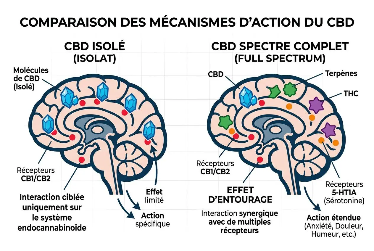 Mécanisme d'action du CBD isolat versus full spectrum